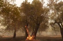 Φωτιά στον Έβρο
