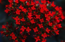 Εορτολόγιο: Σήμερα, 24 Ιανουαρίου 2025 γιορτάζει…