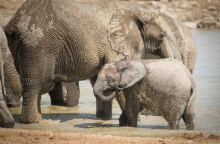 Ελέφαντες στη Ζιμπάμπουε