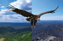 Τι θα απογίνουν οι μαυρόγυπες του Δάσους της Δαδιάς;