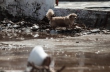 Κακοκαιρία Daniel: «Καμπανάκι» από τους ειδικούς για μολυσμένο νερό