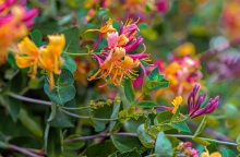 Εορτολόγιο: Σήμερα 14 Σεπτεμβρίου 2023 γιορτάζει… 