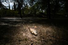 Νεκρά ψάρια στο πάρκο Αλκαζάρ, μετά την υποχώρηση της πλημμύρας που προκλήθηκε από την κακοκαιρία Daniel © SOOC