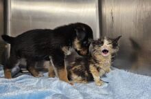 Ο Νόμος για τα ζώα συντροφιάς και η έκθεση του ελεγκτικού συνεδρίου