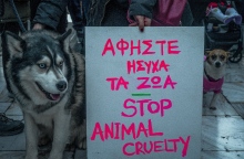 Αράχωβα: Οι έρευνες της Αστυνομίας δεν βλέπουν ανθρώπινο χέρι να κακοποιεί το άτυχο χάσκι Αναμένονται οι τοξικολογικές εξετάσεις και η πραγματογνωμοσύνη