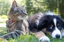 6 νέα ενδιαφέροντα πράγματα που μάθαμε για τις γάτες και τους σκύλους μέσα στο 2023 Ποιο από τα δύο κατοικίδια είναι «τέλειο»; Η επιστήμη έδωσε την απάντηση