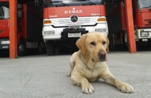 Πέθανε ο Μαξ, o διασώστης - σκύλος της ΕΜΑΚ μετά από 110 αποστολές διάσωσης Η ανακοίνωση της Πυροσβεστικής