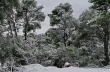 Έπεσαν τα πρώτα χιόνια στην Πάρνηθα - Στα «λευκά» Πήλιο, Φλώρινα και Σαμοθράκη