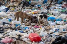 Ξάνθη: Πάνω από 500 σκυλιά σε χωματερή 