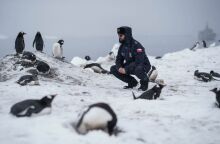 Aνταρκτική: Εντοπίστηκαν νέες αποικίες αυτοκρατορικών πιγκουίνων