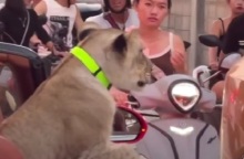 Ταϊλάνδη: Οδηγός «έβγαλε» βόλτα λέαινα με μια κάμπριο Bentley - Δείτε το βίντεο