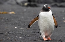 Συναγερμός στην Ανταρκτική: Γρίπη των πτηνών (Η5Ν1) εντοπίστηκε σε πιγκουίνους 