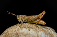 Η Ιταλία δίνει το πράσινο φως για αλεύρι από ακρίδες 