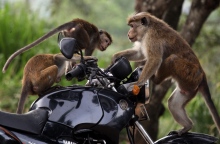 Ταϊλάνδη: Επιδρομή μαϊμούδων στη πόλη Λοπμπούρι - Τρομοκρατημένοι οι κάτοικοι