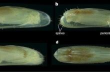Κόλπος Μεξικό: Ανακαλύφθηκε ένα νέο πλάσμα από χαμένο δάσος