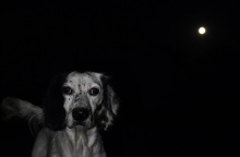 Ζάκυνθος: Συνελήφθη 35χρονος για θανάτωση σκύλου – Φέρεται να τον πυροβόλησε με καραμπίνα