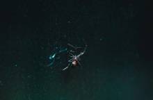 Κοριτσάκι γέμισε εξανθήματα και δε μπορούσε να περπατήσει από δάγκωμα της πιο «επικίνδυνης αράχνης»