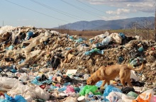 Ανεξέλεγκτη παραμένει η κατάσταση με τα αδέσποτα σκυλιά στην χωματερή της Ξάνθης