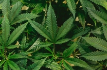 Η μαριχουάνα συνδέεται με υψηλότερο κίνδυνο καρδιακού και εγκεφαλικού, λέει νέα μελέτη