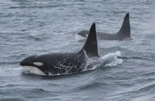 Όρκα καταγράφηκε για πρώτη φορά να σκοτώνει λευκό καρχαρία - Δείτε το βίντεο 