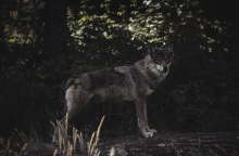 Στο καταφύγιο του «Αρκτούρου» δύο λύκαινες που είχαν αιχμαλωτιστεί στην Ουκρανία