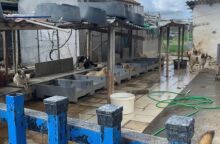 Γυναίκα φιλοξενούσε 94 σκυλιά στην αυλή του σπιτιού της σε άθλιες συνθήκες 