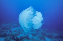 Σπάνιες δηλητηριώδεις μέδουσες ενός μέτρου εντοπίστηκαν στη Ρόδο