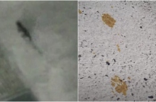 Συναγερμός στη Φουκουγιάμα για μια γάτα που έπεσε σε δεξαμενή με τοξικές χημικές ουσίες