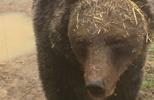 Αρκτούρος: Ξύπνησε ο Μπρούνο, η πρώτη αρκούδα που είχε «πέσει» σε χειμερία νάρκη