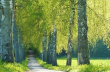 Harvard Health Medical: Οδηγίες για την εποχή των αλλεργιών