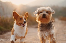 Τα σκυλιά μπορούν να καταλάβουν τη σημασία των ουσιαστικών, σύμφωνα με νέα έρευνα