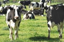 Σαν σήμερα, η νόσος των τρελών αγελάδων 