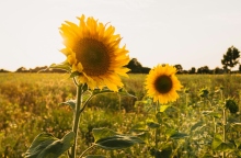 Αίθριος θα είναι ο καιρός σήμερα 1η Απριλίου, με αραιές νεφώσεις κατά περιόδους