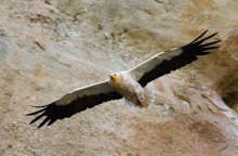 Ο πρώτος Ασπροπάρης έφτασε στα Μετέωρα - Επέστρεψε στο «σπίτι» του την ίδια ημερομηνία με πέρυσι