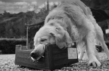 Γιαννιτσά: Σκύλος 30 κιλών δάγκωσε τετράχρονο στο κεφάλι