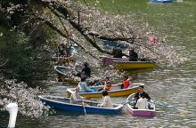 Ιαπωνία: Oι κερασιές σε πλήρη ανθοφορία