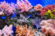 Πολύχρωμα κοράλλια στο βάθος του ωκεανού