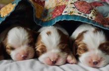 Νεογέννητα κουταβάκια 