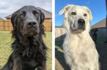 Μαύρος σκύλος έγινε λευκός 2,5 χρόνια μετά τη διάγνωση με λεύκη