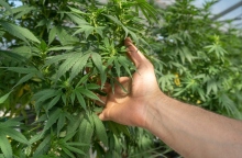 Χέρι ακουμπάει πράσινα φύλλα