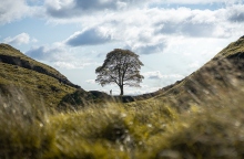 Δέντρο και άνθρωπος