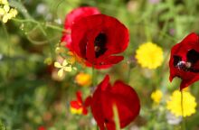 Παπαρούνες και μαργαρίτες για το μαγιάτικο στεφάνι