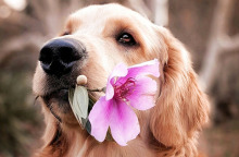 Πρωτοβουλία για λιγότερα αδέσποτα στην Ελλάδα