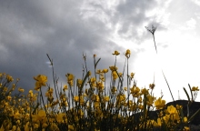 κιτρινα λουλουδια, ουρανος, συννεφα