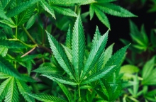 Μαριχουάνα