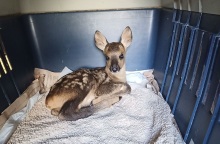 Ζαρκαδάκια θα λάβουν τις απαραίτητες θεραπείες για να επιστρέψουν στη φύση