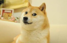 Η viral σκυλίτσα Kabosu