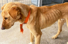 Σκελετωμένα σκυλιά στο κυνοκομείο Τρίπολης