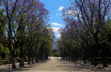 δεντρα, δρομος, ουρανος