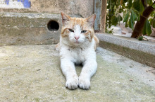 Αδέσποτες γάτες 